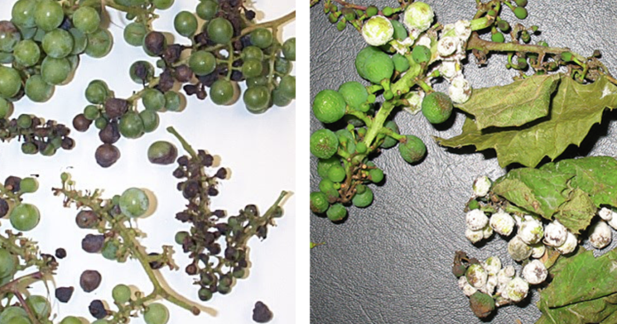 Black Rot & Downy Mildew Two diseases that can rot grapes