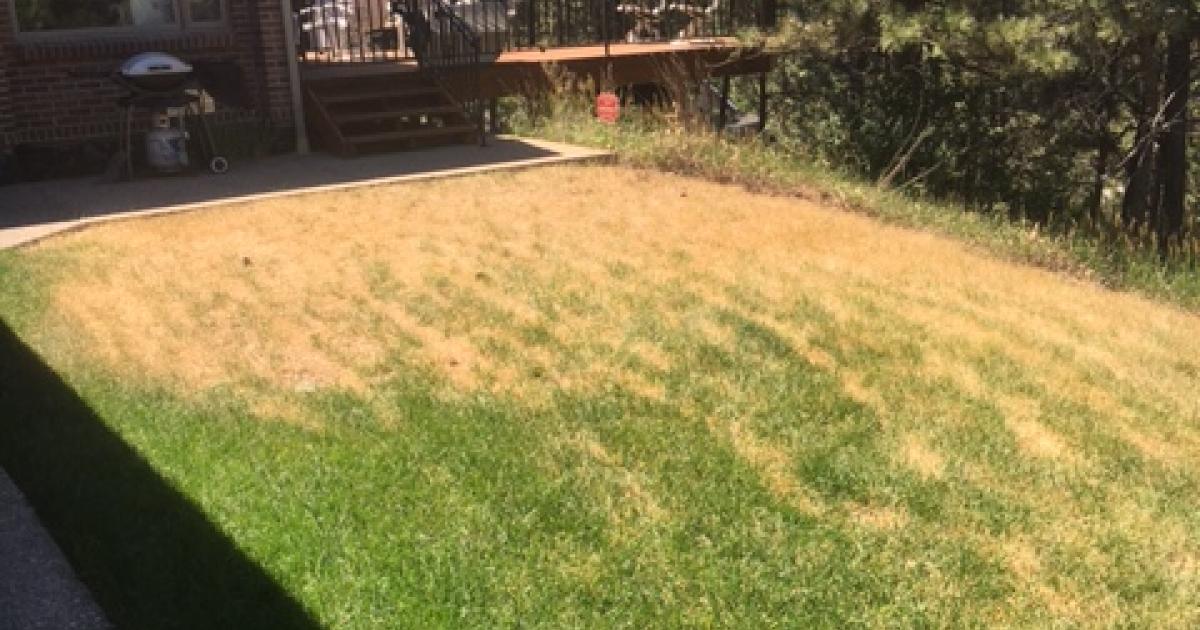 dealing-with-drought-stressed-lawns