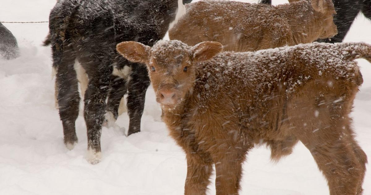 Determining the Best Method of Castration for Beef Calves