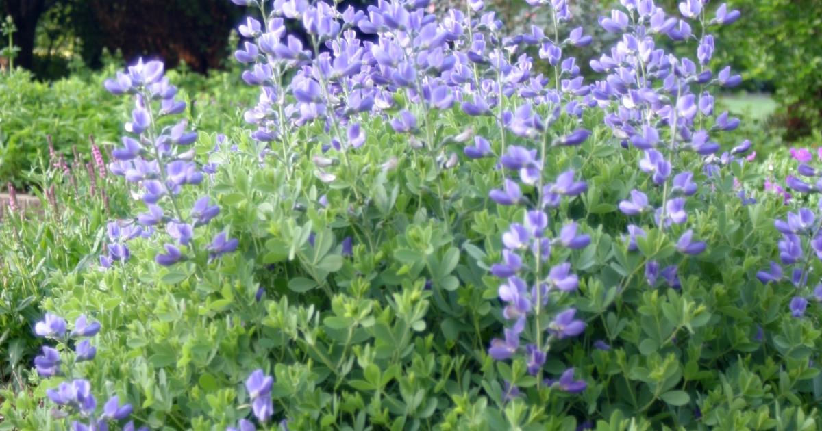 Baptisia