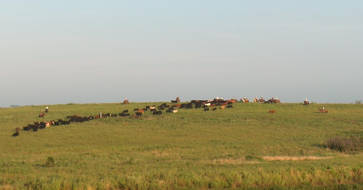 Cow Share Agreements