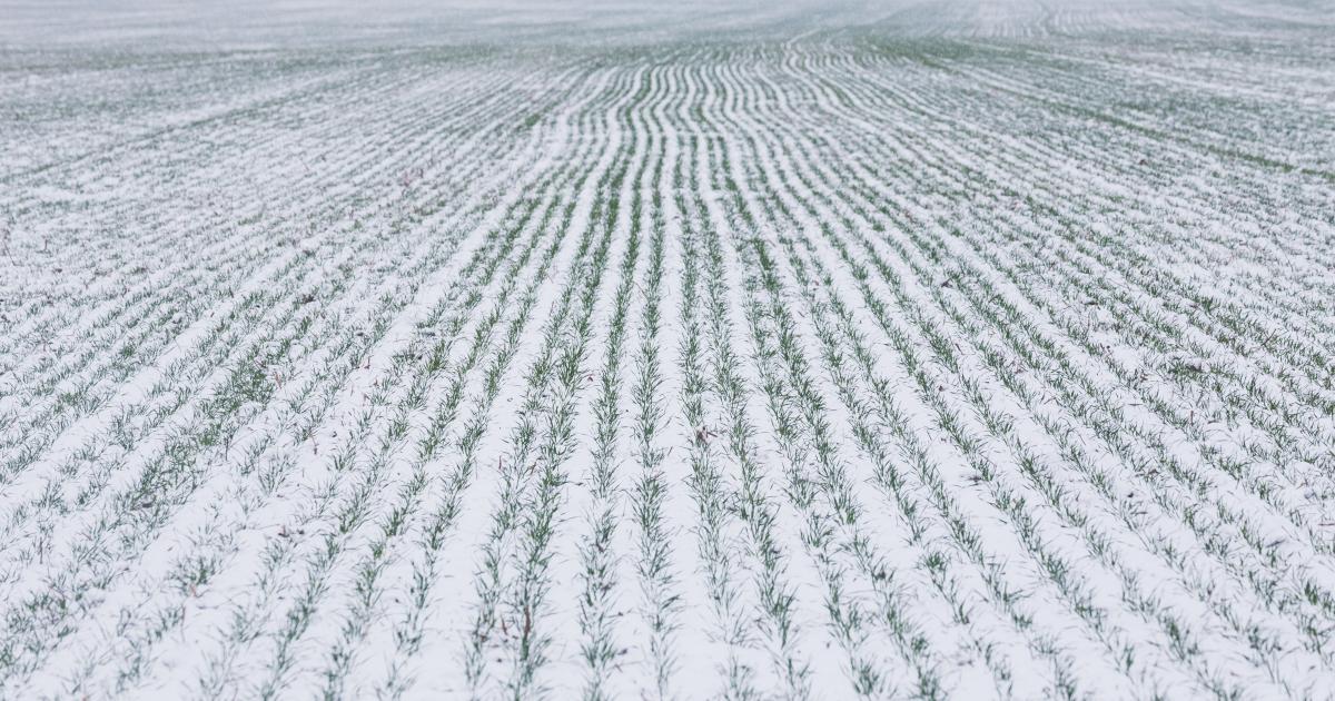 Effects of Snow on Wheat