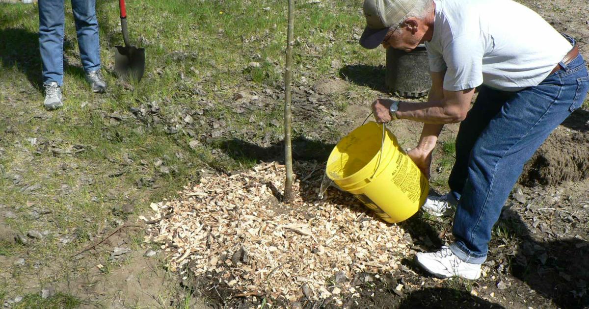 Tree Watering Tips for Drought Conditions