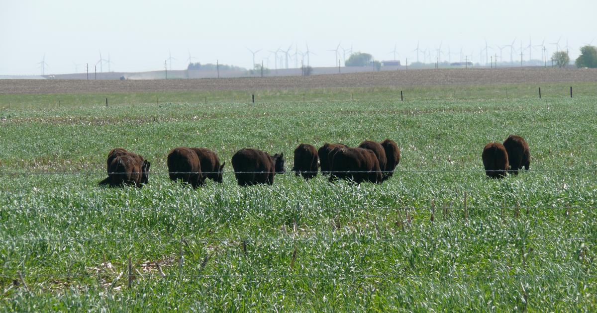 Cover Crops & Livestock Integration A Profit Opportunity for S.D. Farms