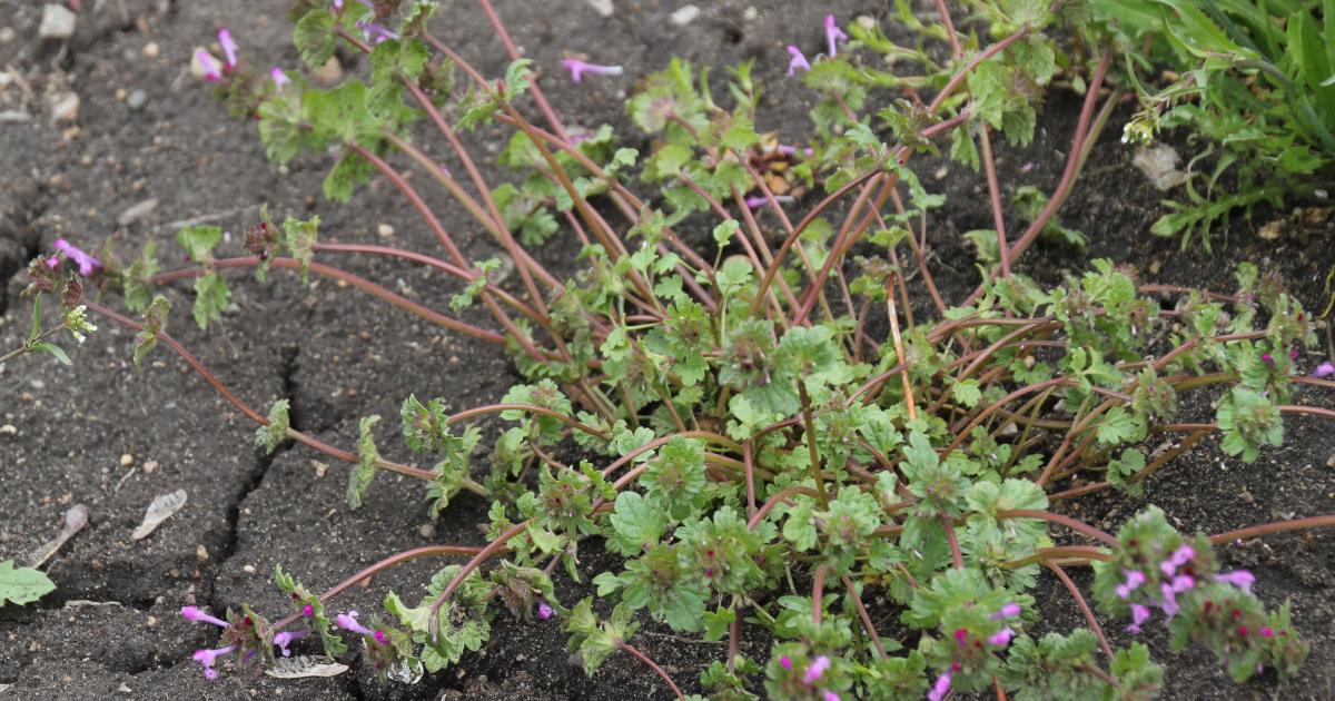 Spring Annual Weeds