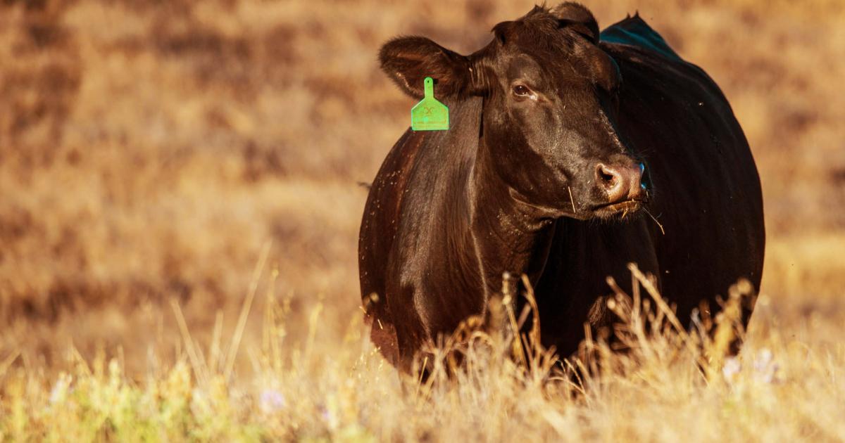 Hot Weather Challenges Beef Cattle
