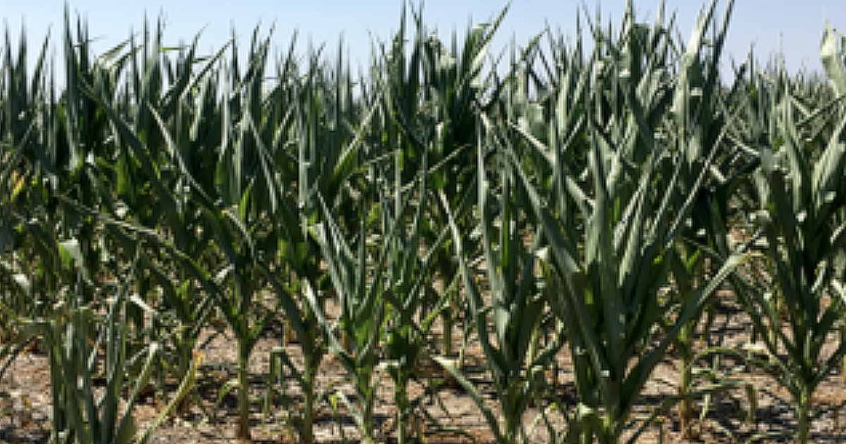 Using Drought-Stressed Corn as Forage