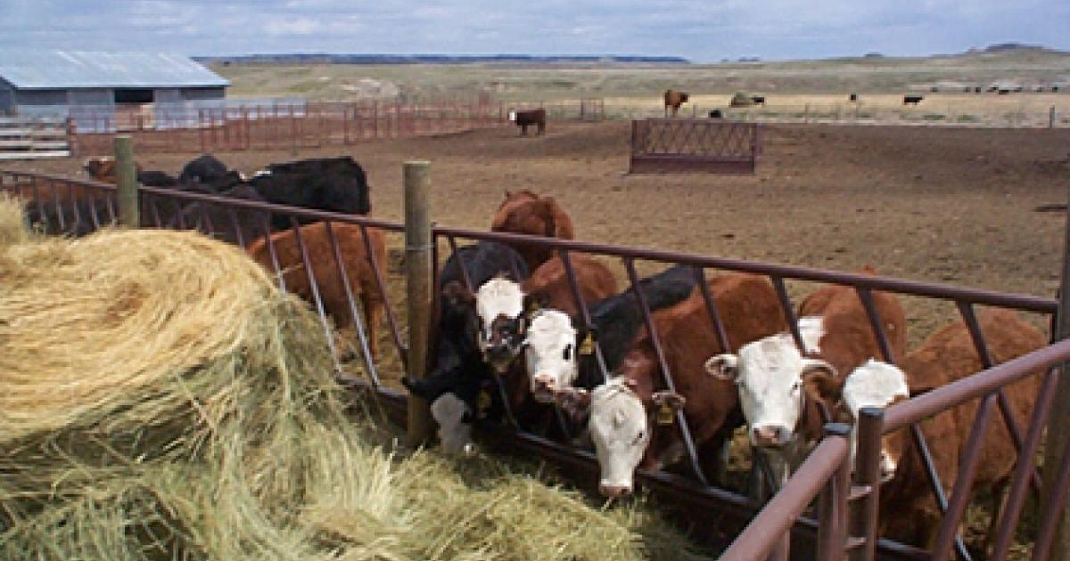 Herd Management Keep or Cull During a Drought?