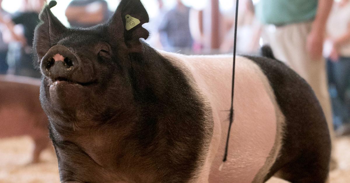 4-H Swine Project