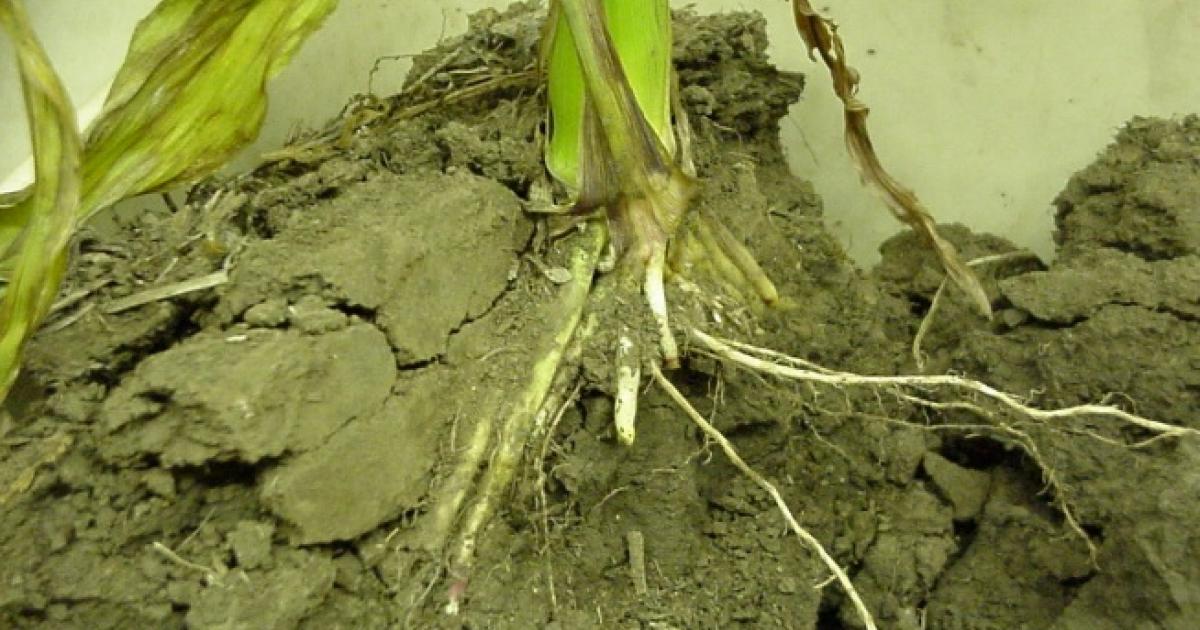 Planting Into Wet Soils