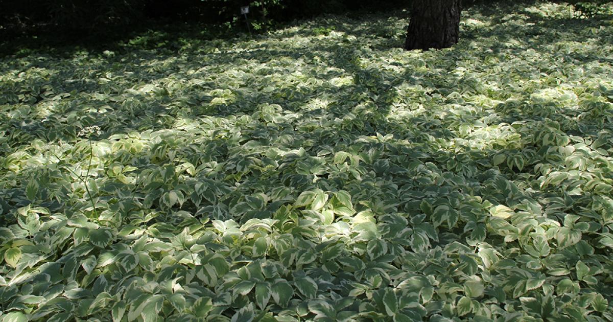 Perennial Ground Covers For Shady Gardens, Leafy Ground Cover