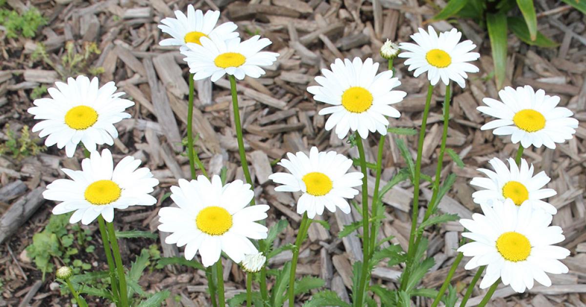 daisy smell like