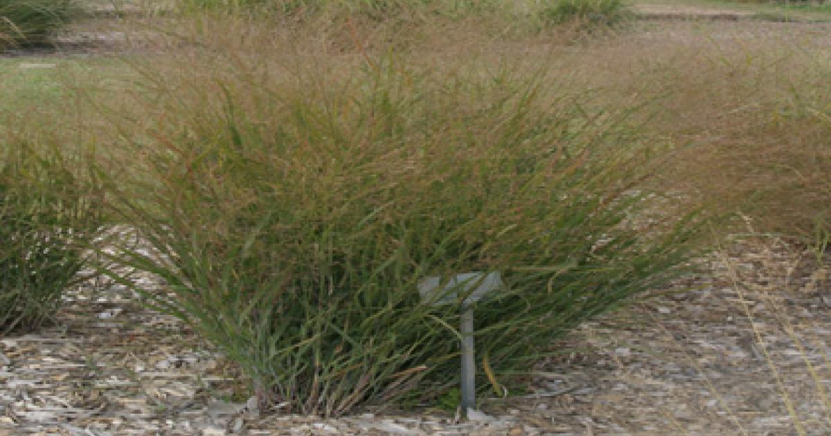 Native Plants Switchgrass (Panicum virgatum)