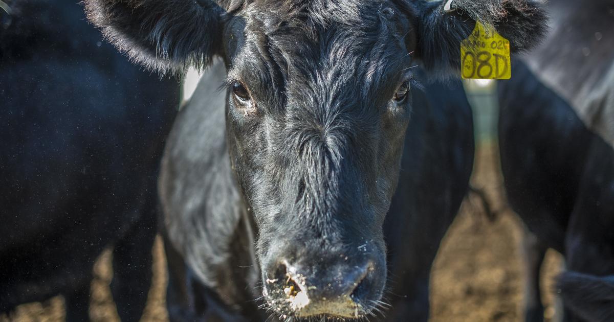 Causes Of Equine Lameness Horse Care Horses Show Horses