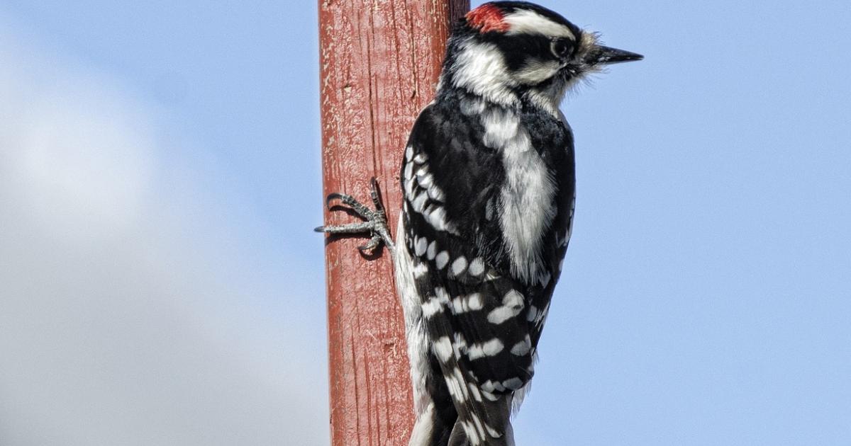 Woodpeckers Attacking Bur Oaks
