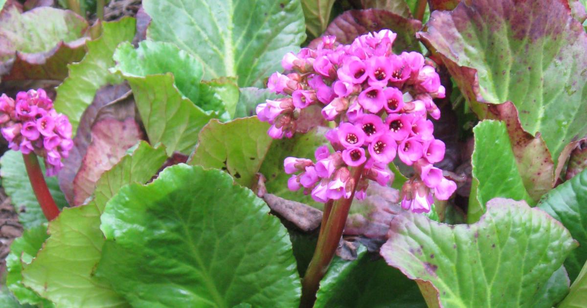 Pig Squeak Bergenia Cordifolia Winterglut Winterglow
