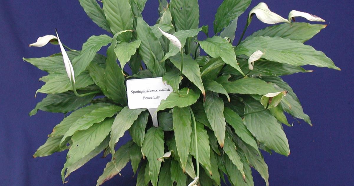 Care of Peace Lilies