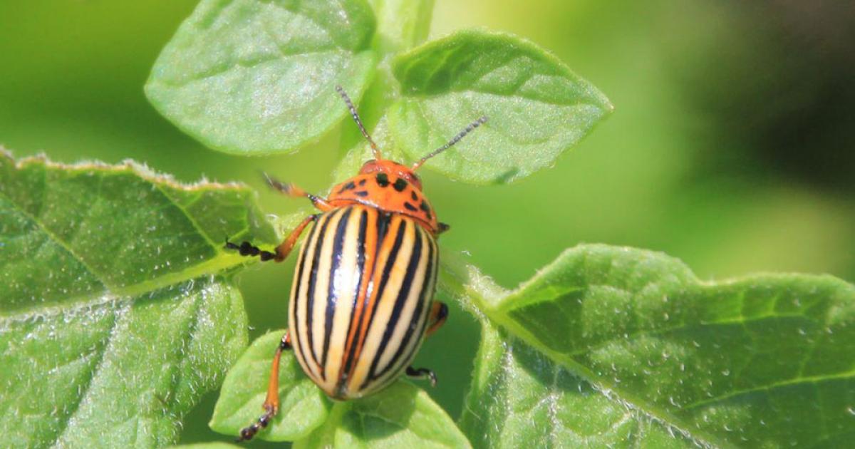 What S Bugging Your Garden Colorado Potato Beetles