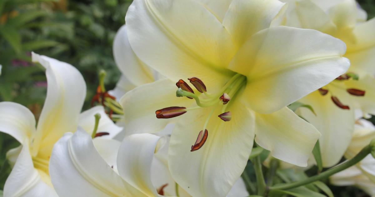 Growing Lilies