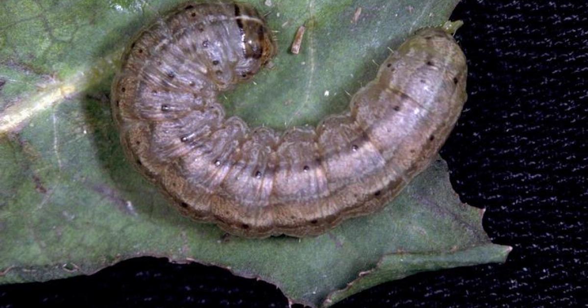 Monitor Alfalfa for Cutworm Activity