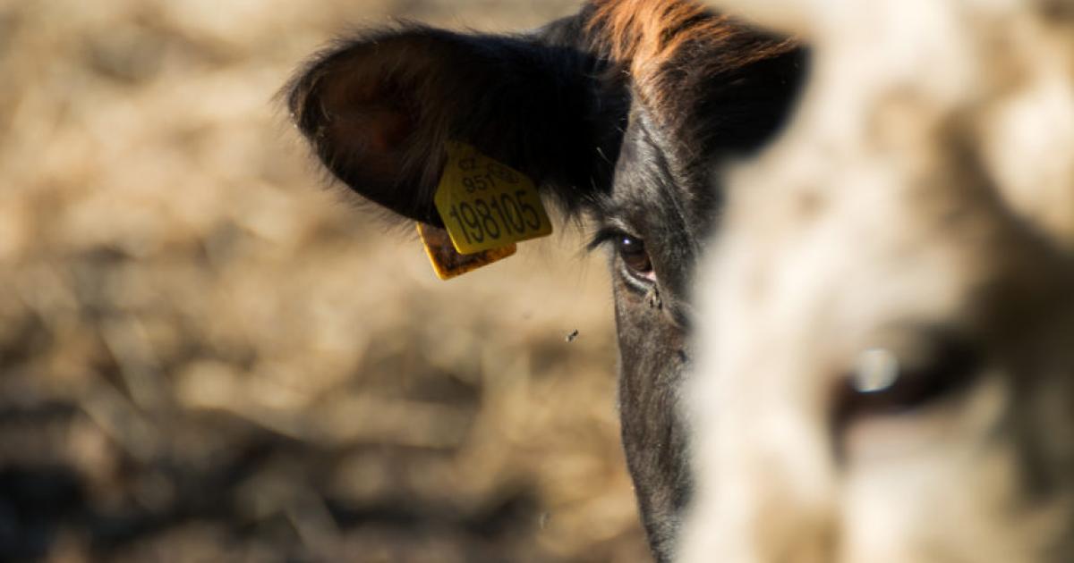 Testing Your Beef Cattle for Bovine Viral Diarrhea Virus