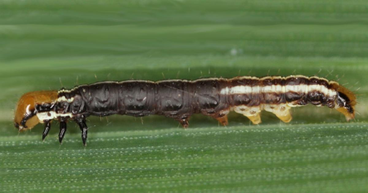 How to Identify Common Stalk Borers and Thresholds