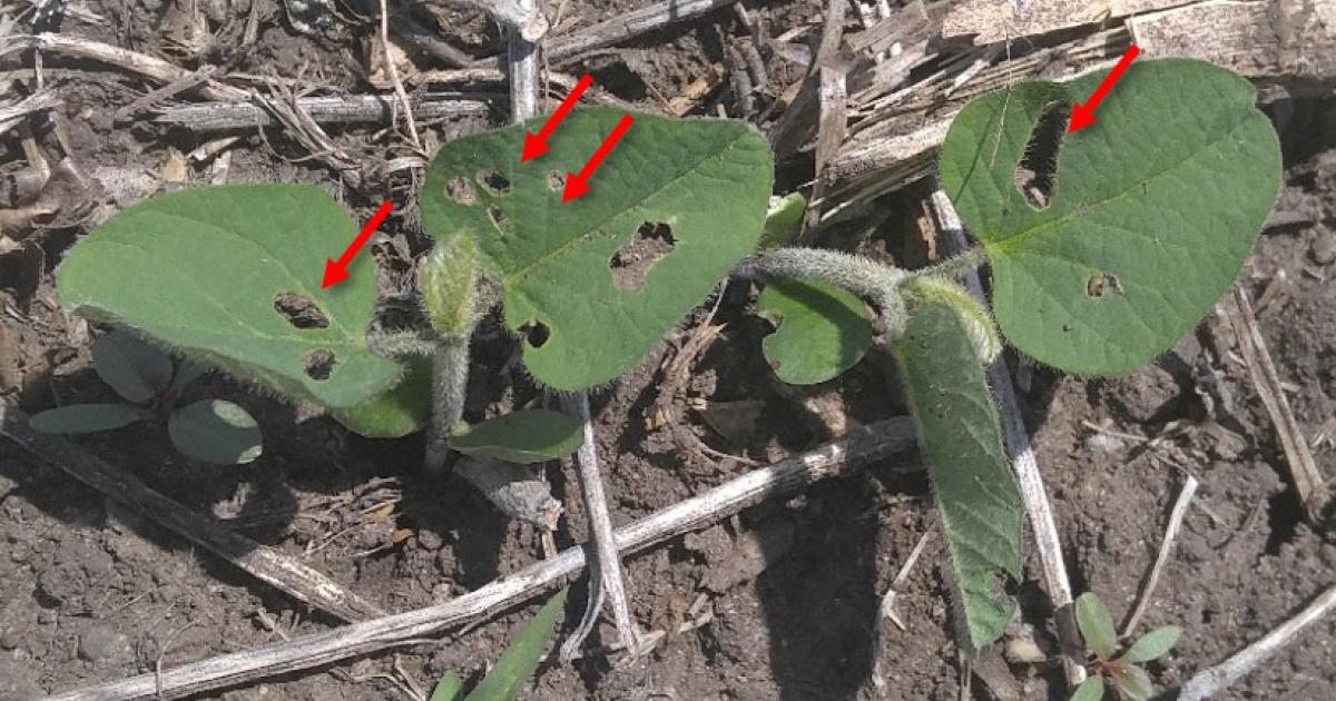 Scout Soybeans for Bean Leaf Beetle Feeding