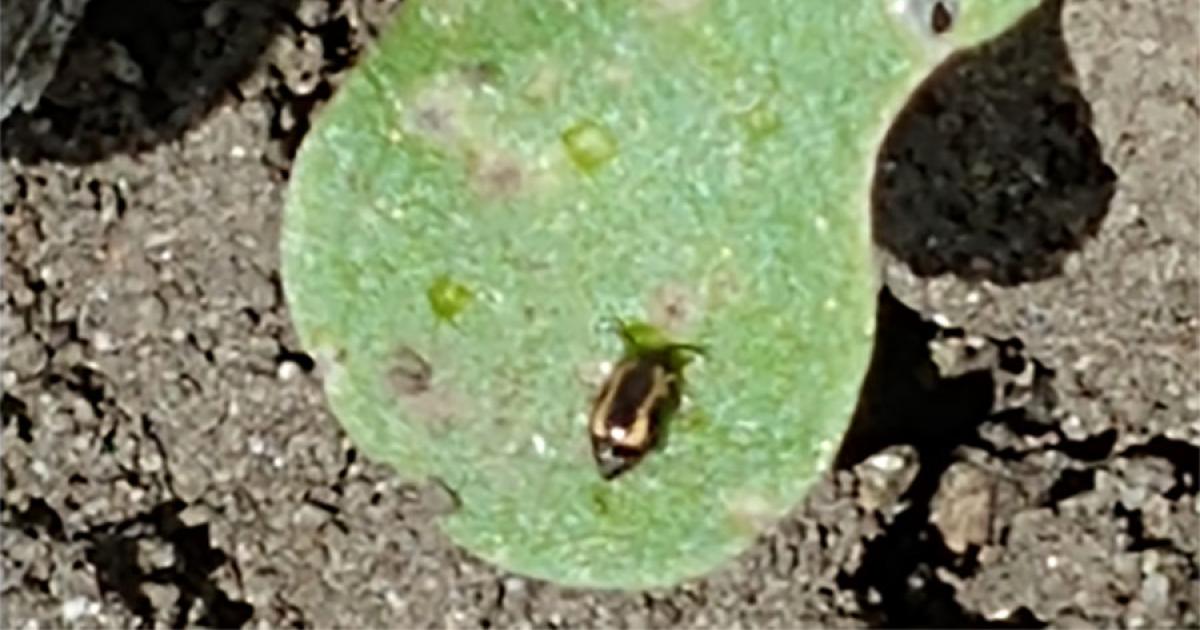 Flea Beetles Defoliating Canola in South Dakota