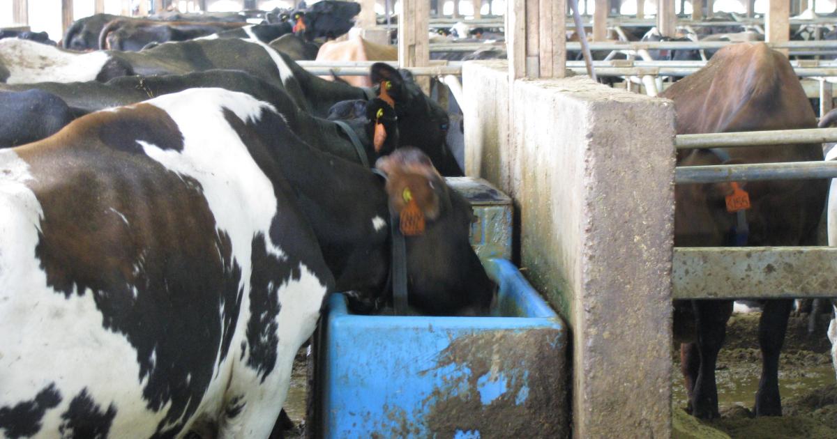 Water Importance in Lactating Dairy Cows