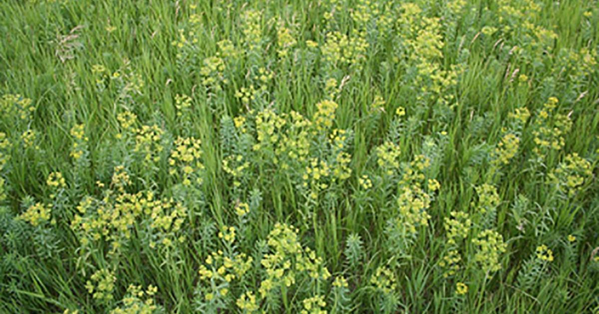spot-treatment-options-for-state-noxious-plants