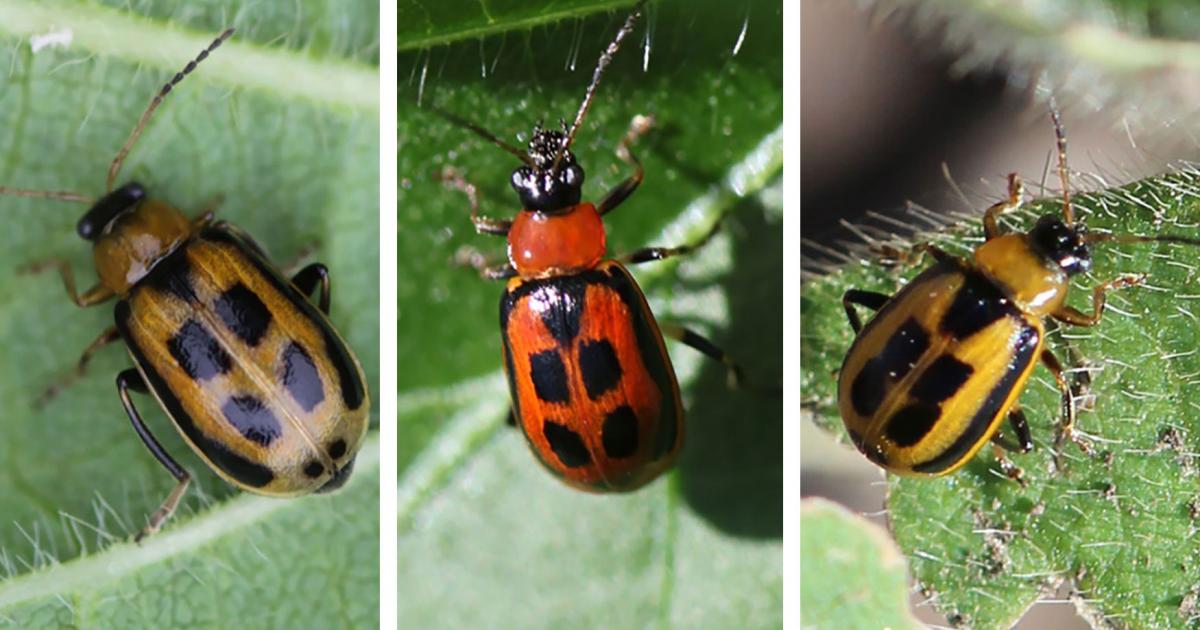 Bean Leaf Beetles Are Back Adults Observed Near Beresford