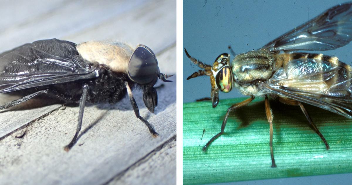 Black fly populations kill livestock, deer