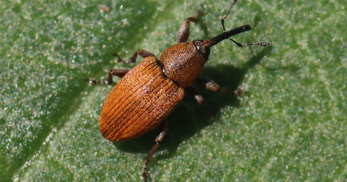 Watch for Red Sunflower Seed Weevils