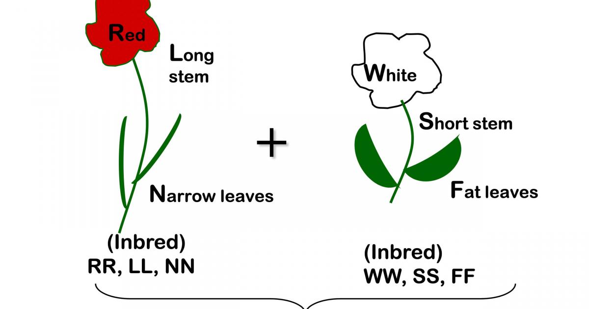 Saving Seed Will The Seed Produce Plants Similar To The Plant It Was Collected From Saving Seed Will The Seed Produce Plants Similar To The Plant It Was Collected From