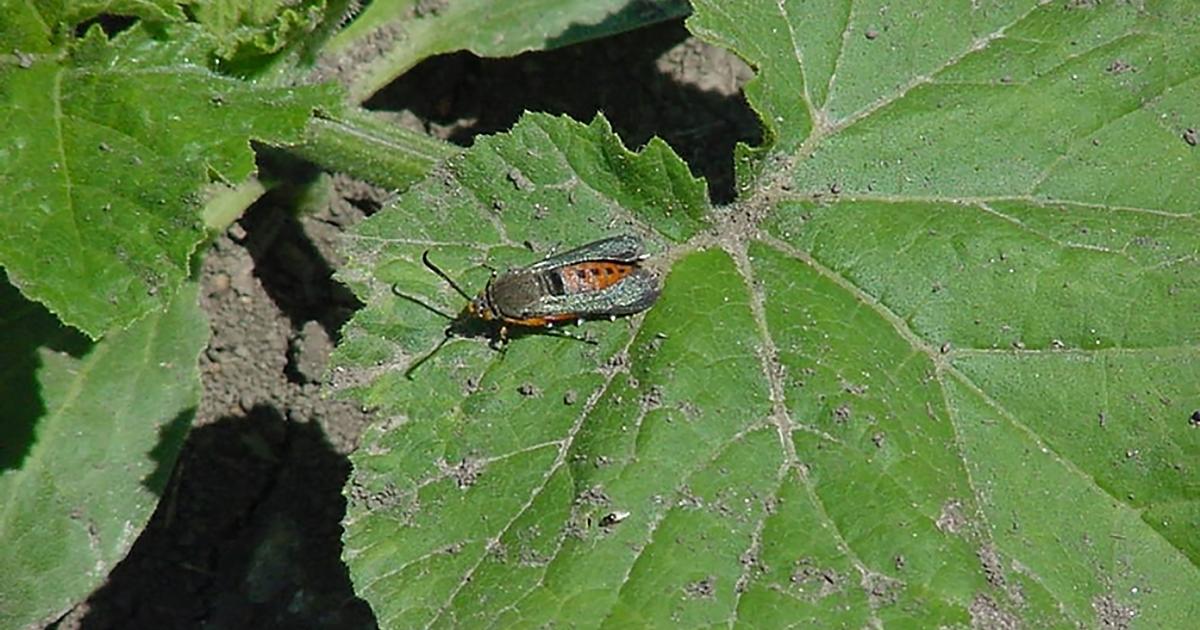 Squash Vine Borers Ramping up in South Dakota