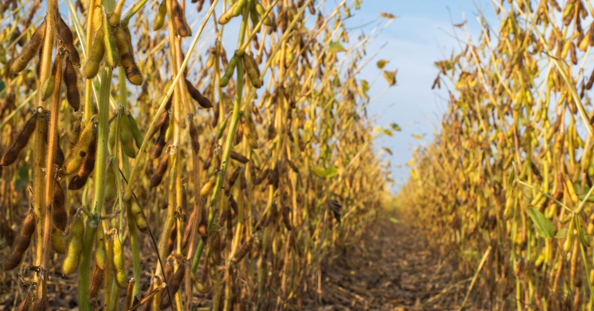 Low Temperatures During Soybean Maturity