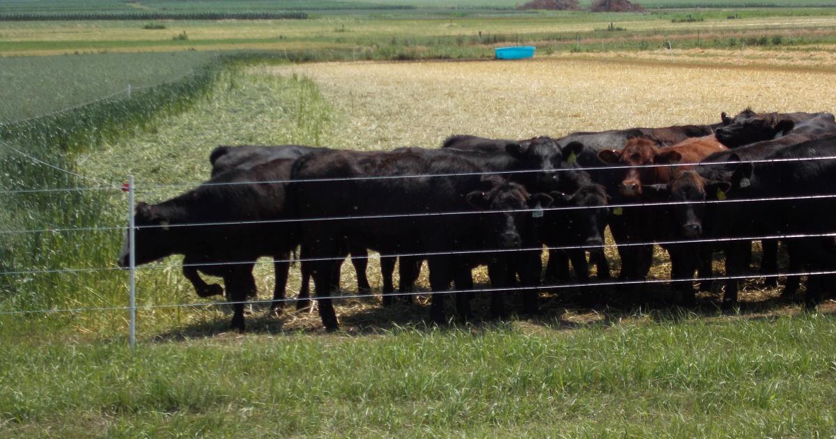 Weaning Calves on Cover Crops