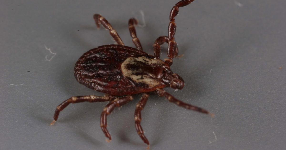 Ticks Active in South Dakota