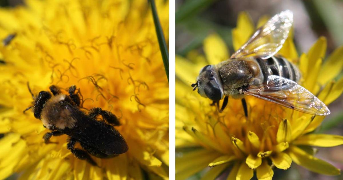 Why Those Dandelions in Your Yard Aren’t So Bad