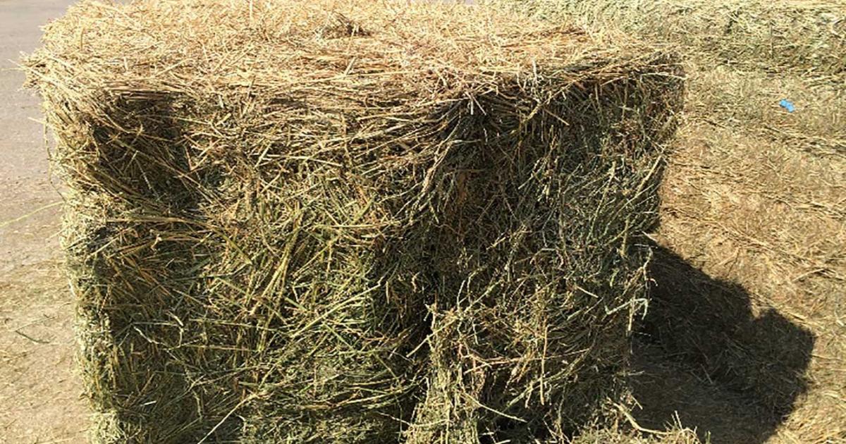 understanding hay inoculants preservatives on dry hay understanding hay inoculants preservatives on dry hay