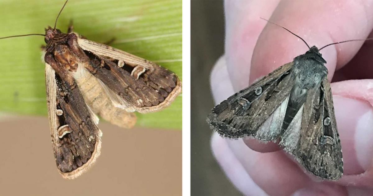 Army Cutworm Moths Among the Recently Reported Western Bean Cutworm Moths