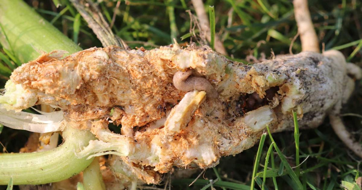 Watch Your Squash! Squash Vine Borer Moths Are Active.