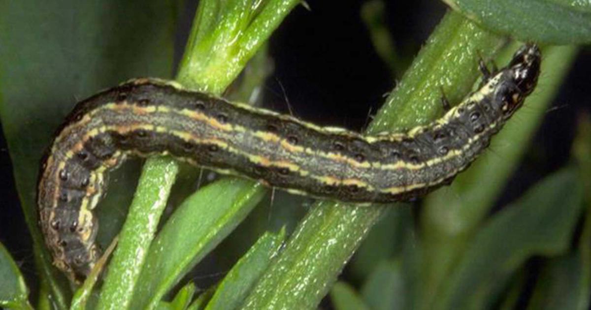 Monitor Soybean and Sunflower for Alfalfa Webworm Caterpillars