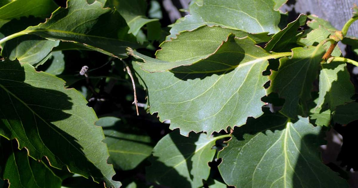What Is Feeding on My Lilac Bushes?