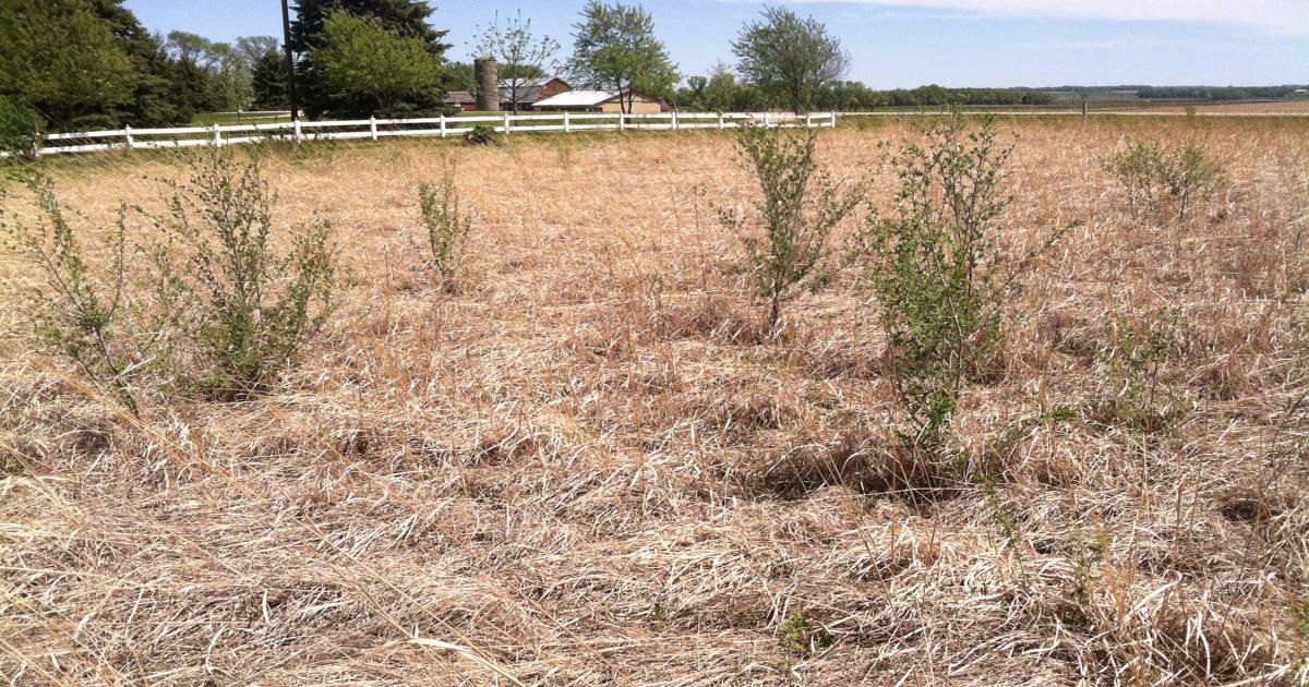 Removing Young Trees From Grasslands Will Save Money and Effort
