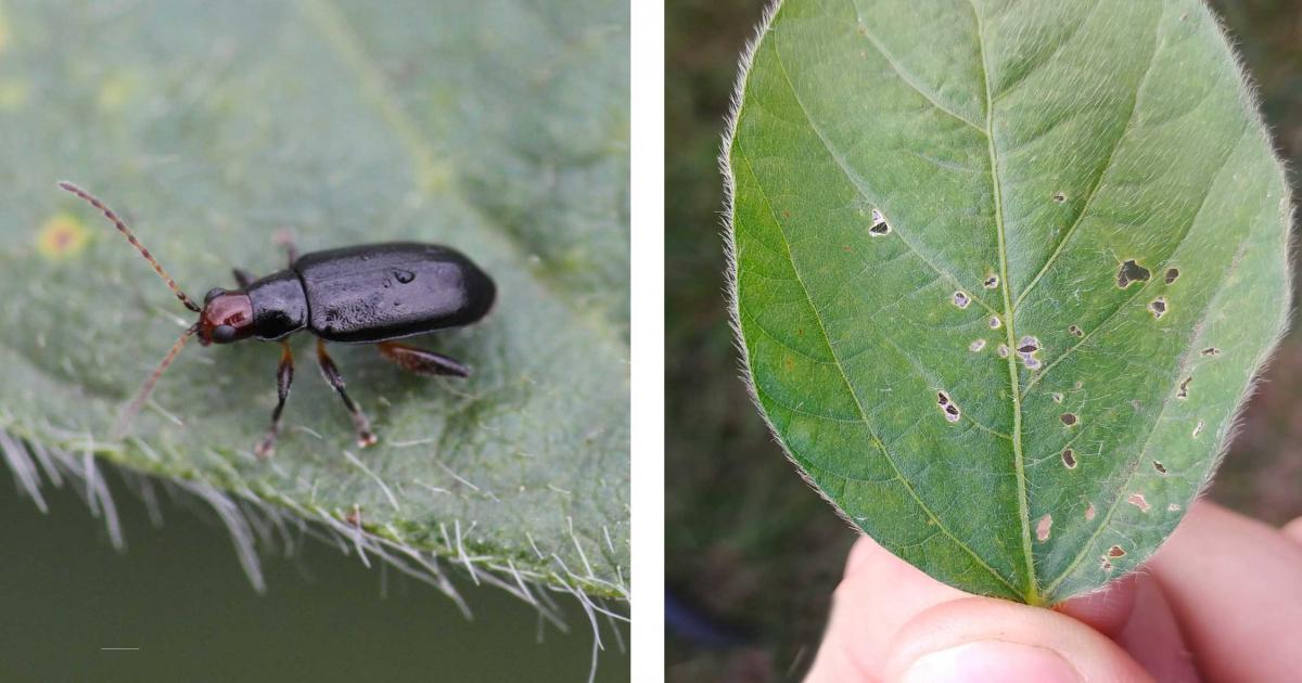 Monitor Soybean for Redheaded Flea Beetle Feeding