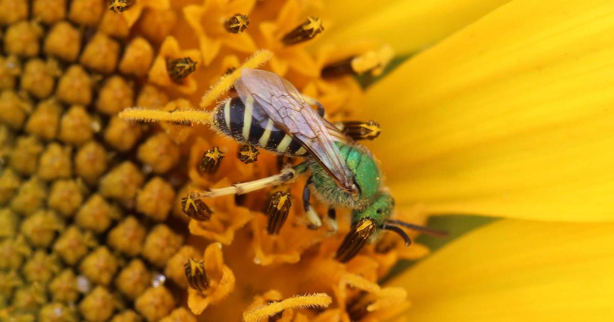 Bees and Other Pollinators Visiting Sunflower