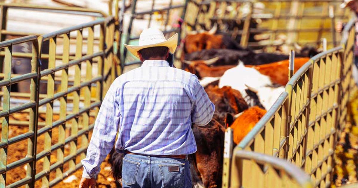 Mycoplasma Bovis in Feedlot Cattle: Treating and ...