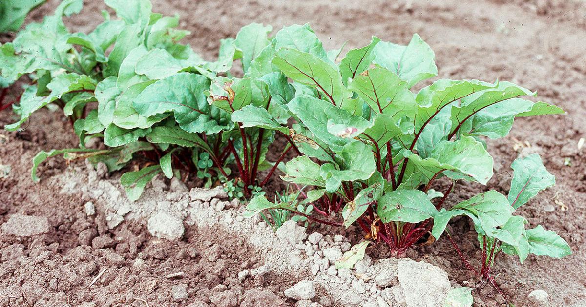 Beets: How to Grow It