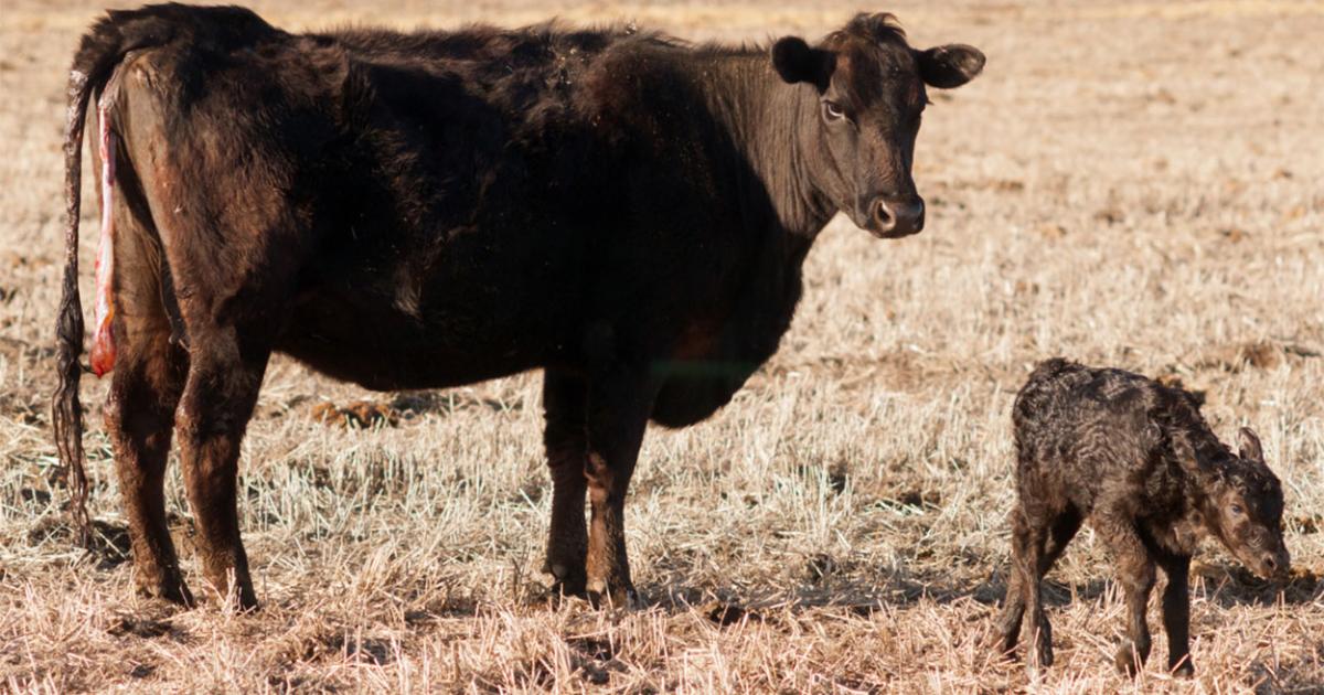 Beef Best Management Practices for CowCalf Production